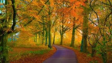 Herfstwandeling